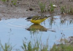 Motacilla flava cinereocapilla