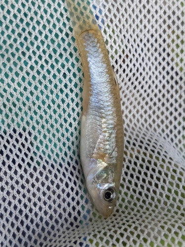 Hispaniola molly (Poecilia hispaniolana) — Poeciliidae — 3