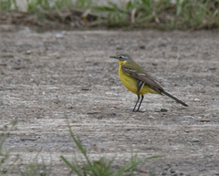 Motacilla flava flava