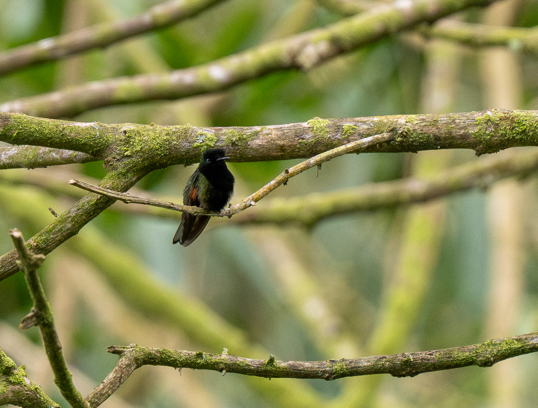 Black-bellied Hummingbird (Eupherusa nigriventris), photo 3