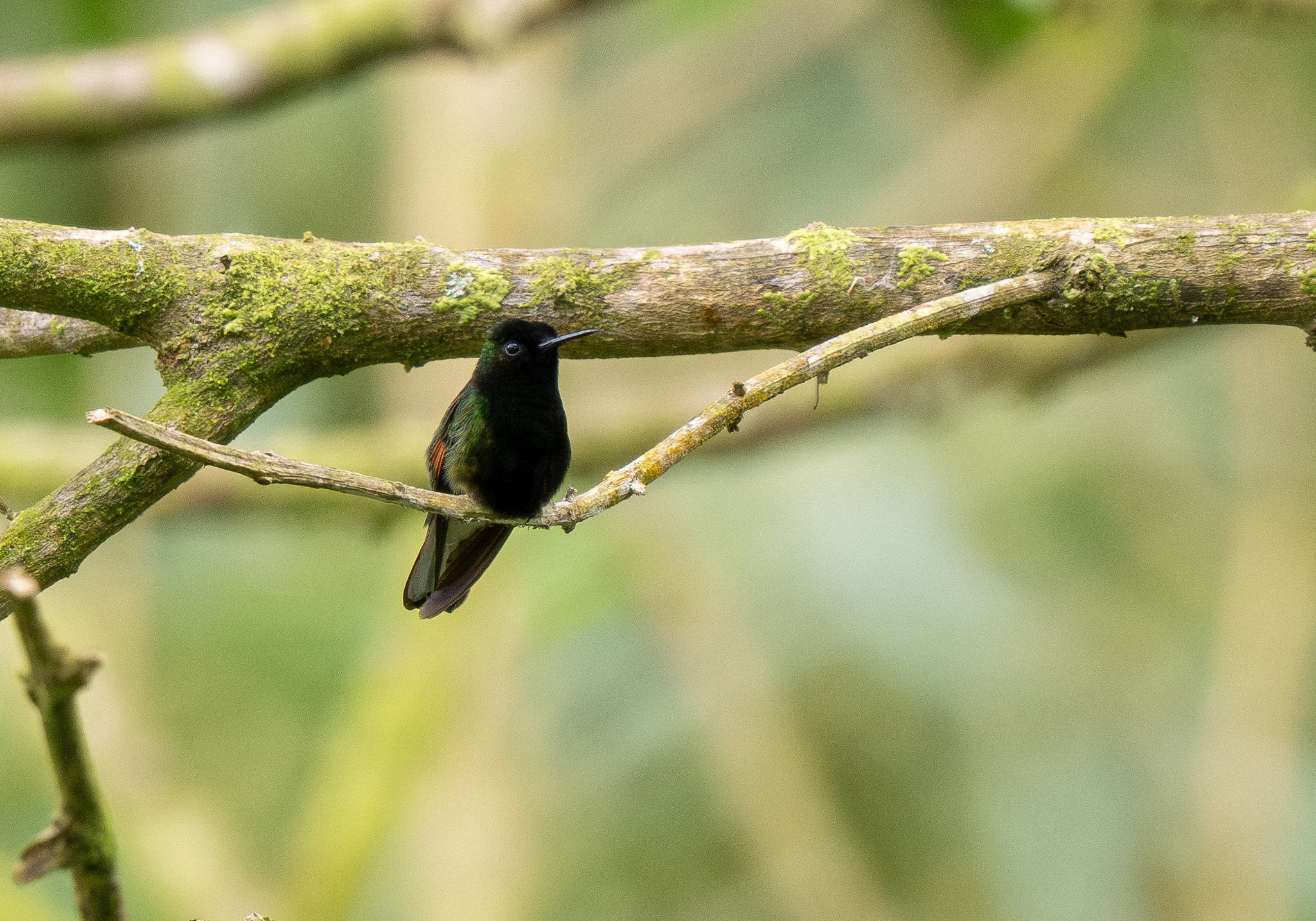 Black-bellied Hummingbird (Eupherusa nigriventris), photo 4