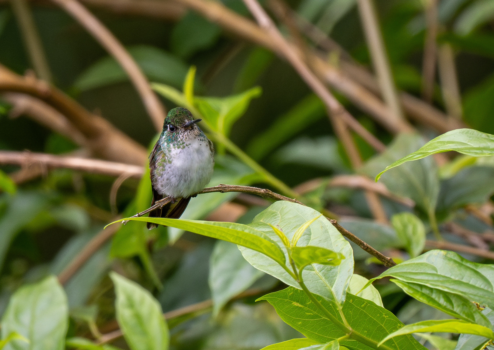 White-bellied Mountaingem (Lampornis hemileucus), photo 4