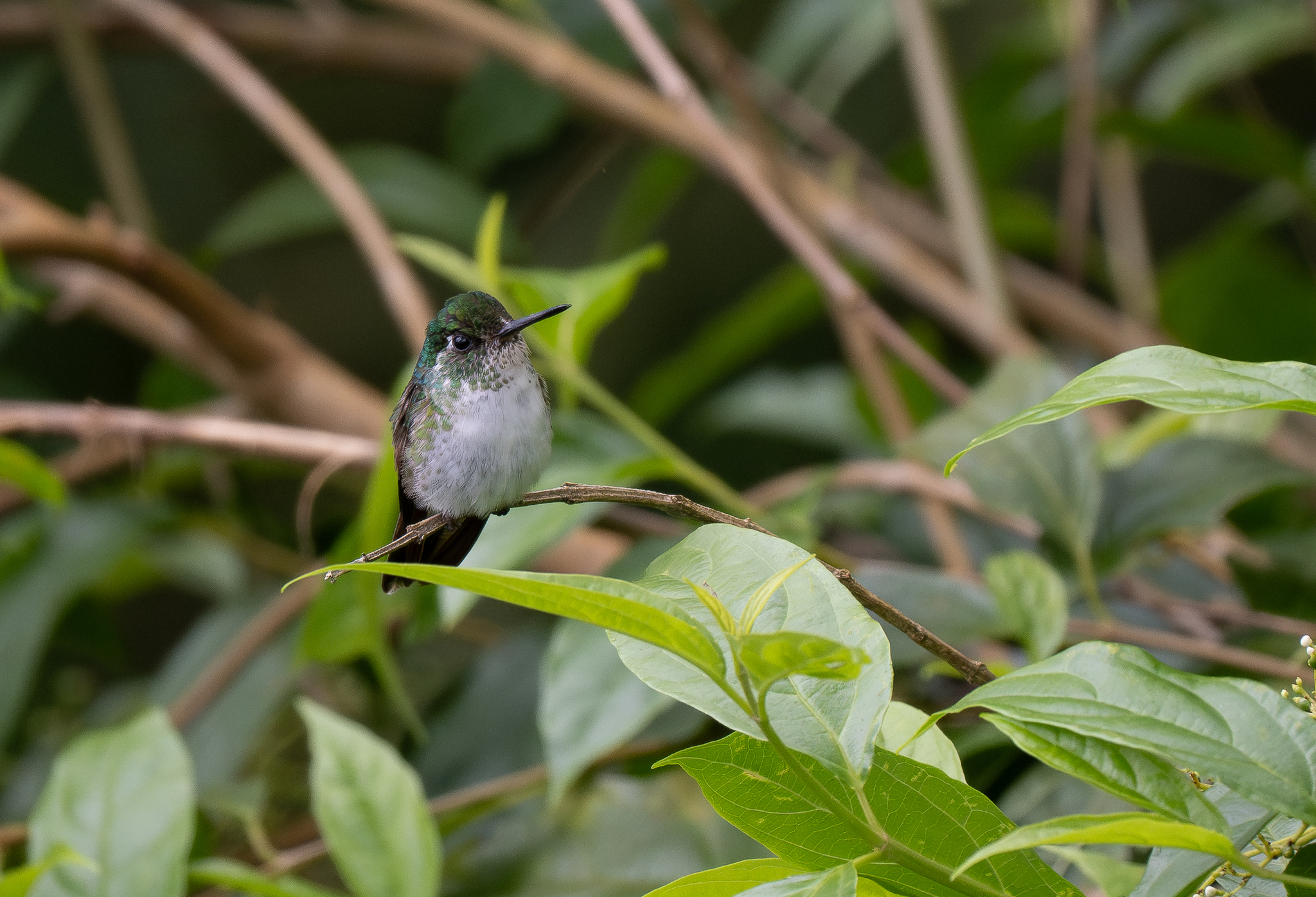 White-bellied Mountaingem (Lampornis hemileucus), photo 5