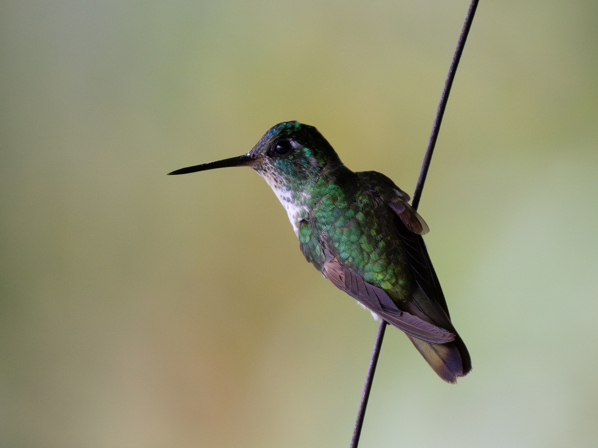 White-bellied Mountaingem (Lampornis hemileucus), photo 3