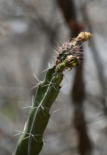 Acanthocereus chiapensis, photograph 5