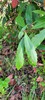 Chinese Photinia - Photo (c) Bruce Newhouse, some rights reserved (CC BY-NC-ND), uploaded by Bruce Newhouse