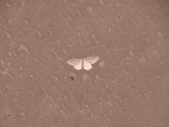 Theria rupicapraria