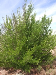 Forestiera pubescens pubescens