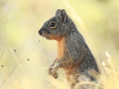 Sciurus nayaritensis