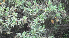 Varronia cylindrostachya