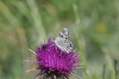 Melanargia titea