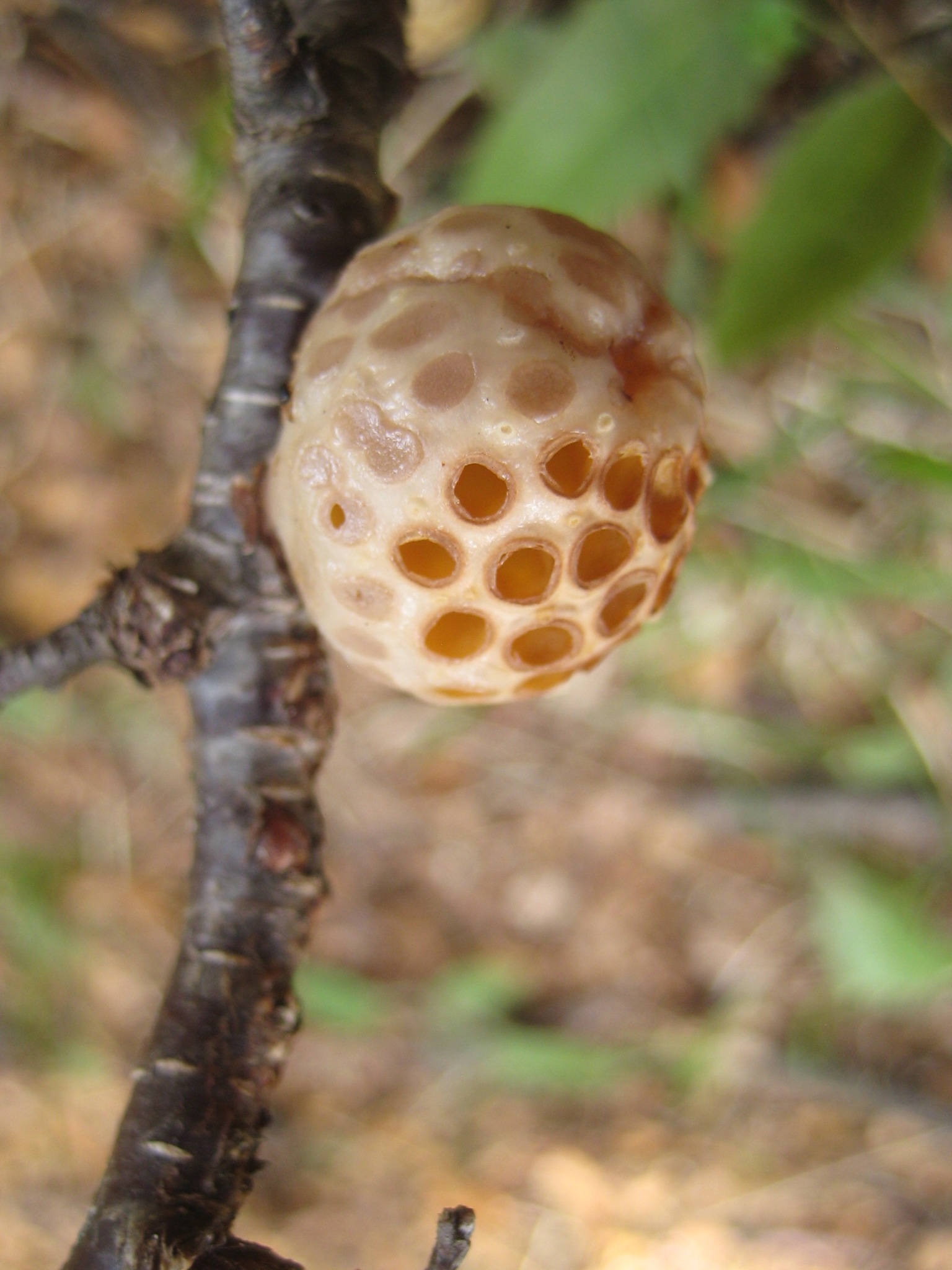 Cyttaria gunnii image