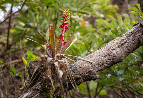 Image of Werauhia ororiensis by (c) Forest Botial-Jarvis, some rights reserved (CC BY)