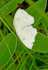 Cyclophora albipunctata