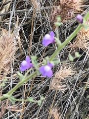 Sairocarpus nuttallianus