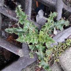 Cirsium arvense