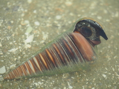 Potamididae
