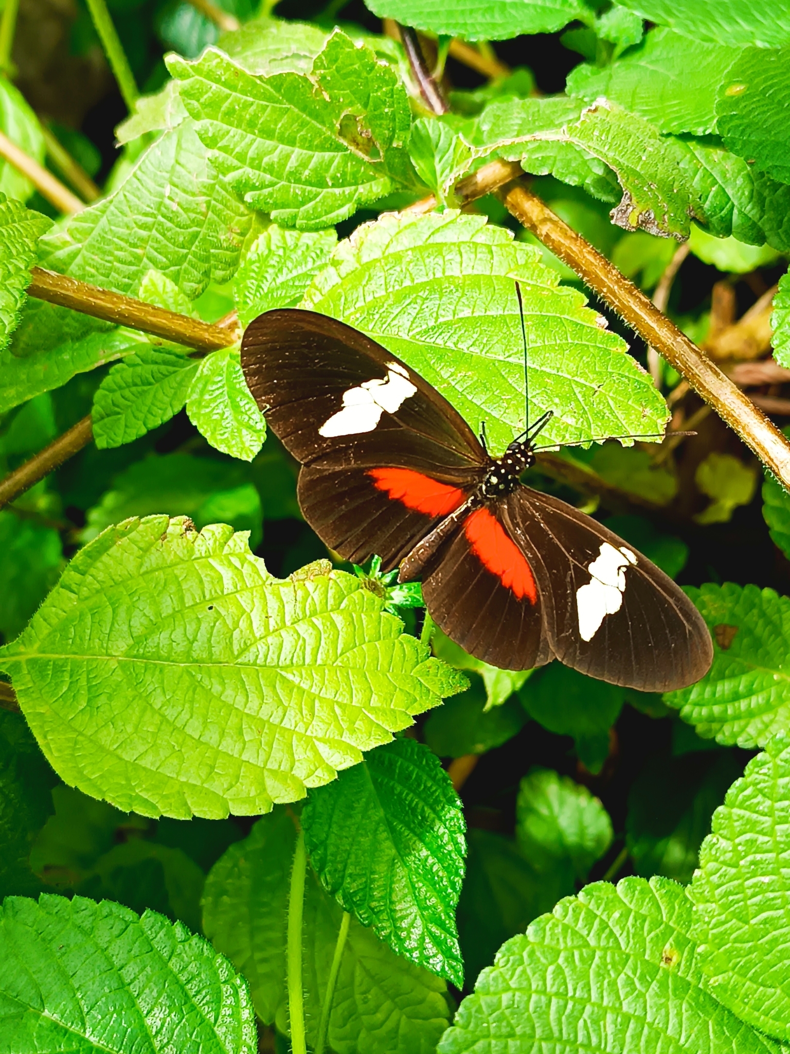 Heliconiinae image