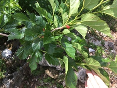Morus nigra