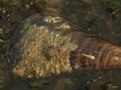 Pinnidae