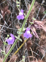 Sairocarpus nuttallianus
