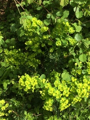 Euphorbia amygdaloides