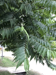 Juglans mexicana