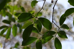 Hippocratea volubilis