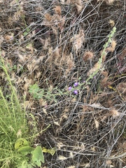 Sairocarpus nuttallianus