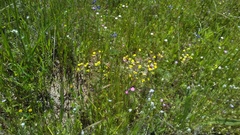 Triphysaria eriantha