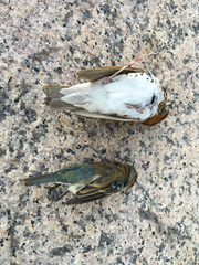 Hylocichla mustelina