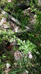Chaerophyllum procumbens