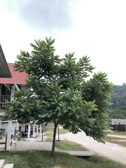 Juglans mexicana