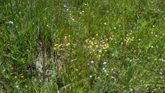 Triphysaria eriantha