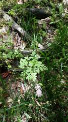 Chaerophyllum procumbens