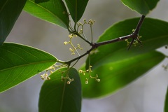 Hippocratea volubilis