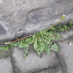 Taraxacum officinale