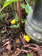 Conamomum xanthophlebium