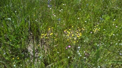 Triphysaria eriantha