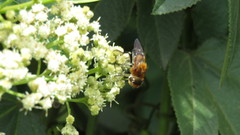 Eristalina