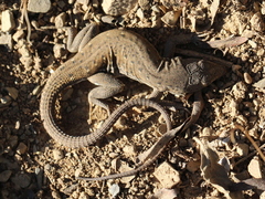 Pedioplanis lineoocellata