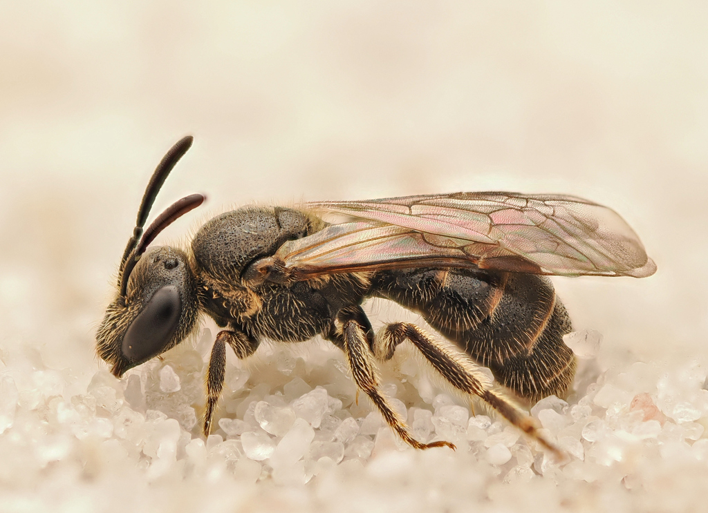 Smooth-gastered Furrow Bee