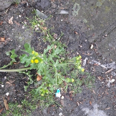 Senecio vulgaris
