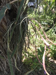 Tillandsia baileyi