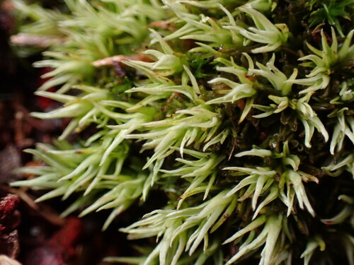 Image of White Moss (Leucobryum albidum) by (c) W Rao, some rights reserved (CC BY)