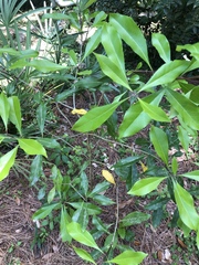 Cartrema americana