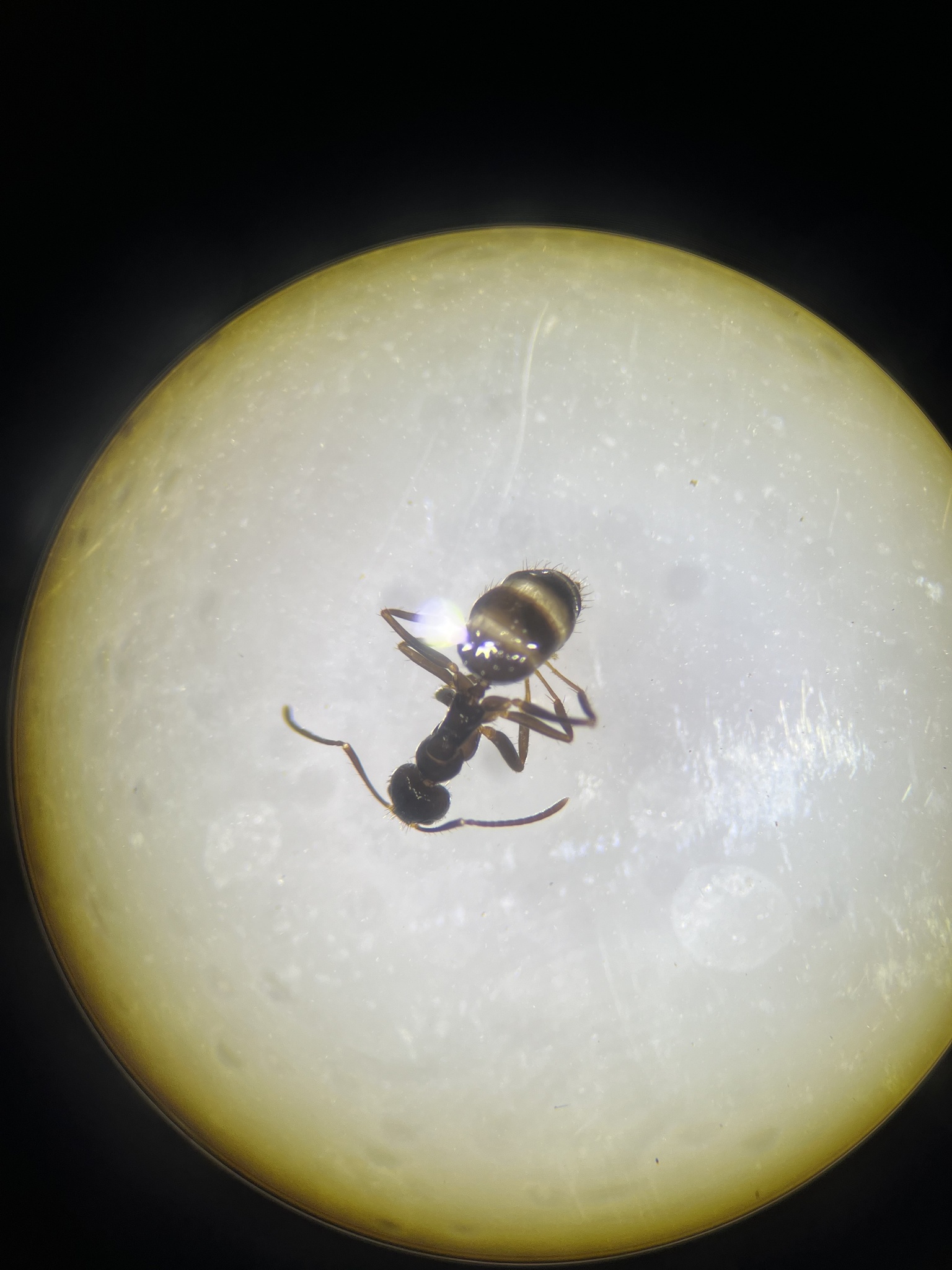 Nylanderia tasmaniensis