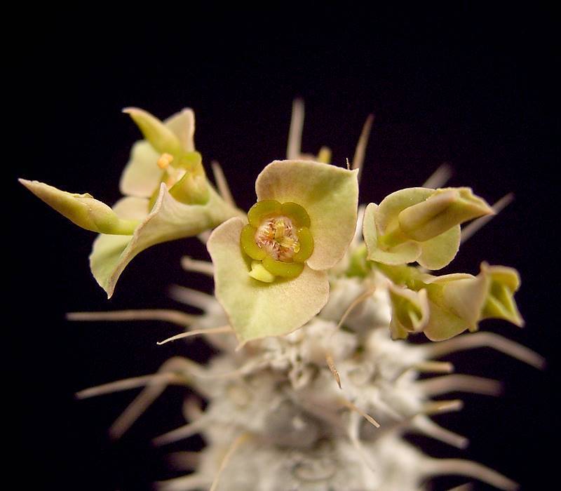 Euphorbia parvicyathophora