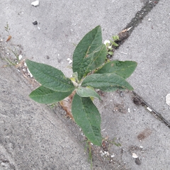 Buddleja davidii