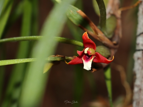 Orquídea-da-serra